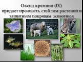 Оксид кремния (IV) придает прочность стеблям растений и защитным покровам животных