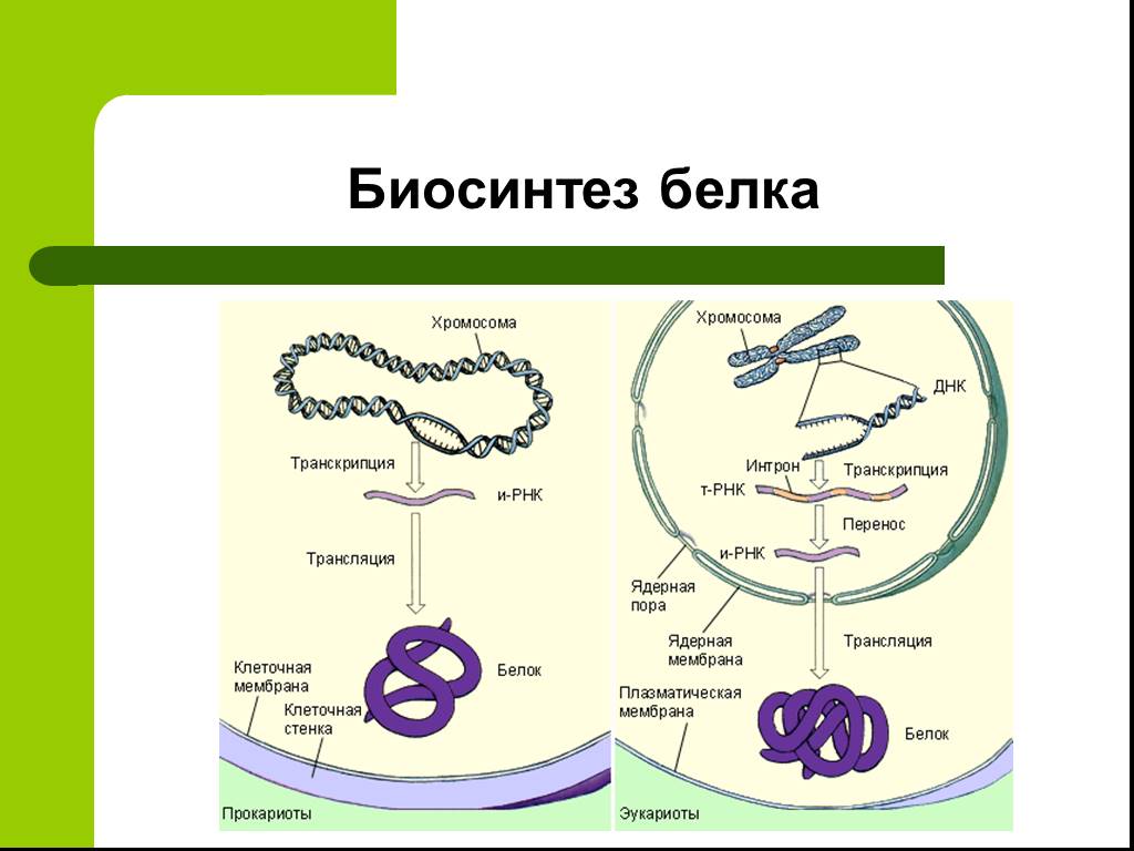 Названия этапов биосинтеза белка. Биосинтез белка. Схема транскрипции и трансляции. Синтез белка. Транскрипция Биосинтез белка.