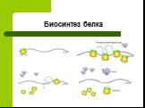 Биосинтез белка