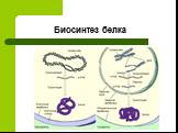 Белки.Строение и свойства Слайд: 20