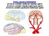 Зоны кровоснабжения Arteria cerebri anterior (синий цвет) Arteria cerebri media (красный цвет) Arteria cerebri posterior (жёлтый цвет)