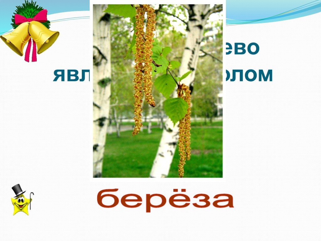 Какие деревья являются символом. Дерево символ России. Какое дерево является символом России. Неофициальные символы России береза. Какие два дерева являются символами России.