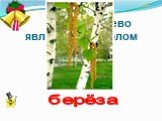 Какое дерево является символом России? берёза