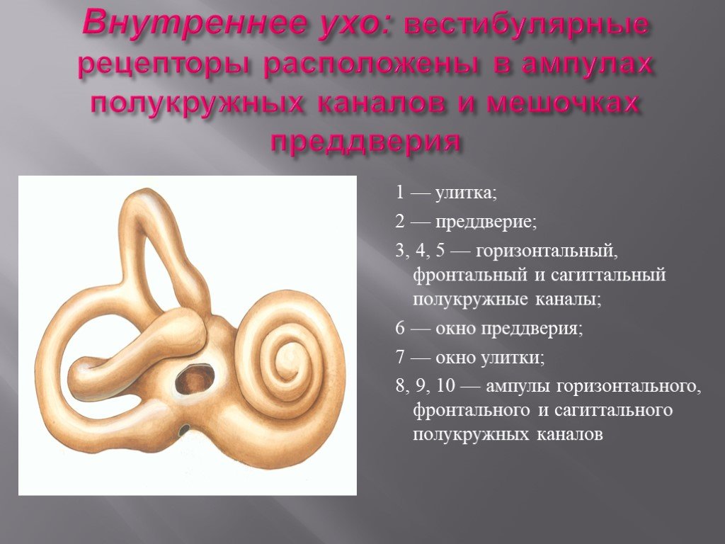 Во внутреннем ухе расположены. Внутреннее ухо преддверие улитка полукружные каналы. Полукружные каналы внутреннего уха. Полукружные каналы внутреннего уха ампулы. Улитка преддверие полукружные каналы.