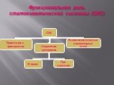Функциональная роль статокинетической системы (СКС)