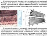 Гистологическое строение твердых тканей зуба Слайд: 11