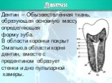 Дентин. Дентин – Обызвествлённая ткань, образующая основную массу и определяющая форму зуба. В области коронки покрыт Эмалью,в области корня дентин, вместе с предентином образует стенки и дно пульпарной камеры.