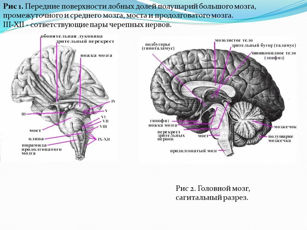 Поверхности заднего мозга. Продолговатый мозг,мост,средний мозг, мозжечок,промежуточный. Большое полушарие мост мозжечок гипоталамус продолговатый мозг. Промежуточный мозг сагитальный срез головного мозга. Передняя поверхность среднего мозга.