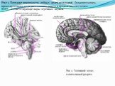 Рис 1. Передние поверхности лобных долей полушарий большого мозга, промежуточного и среднего мозга, моста и продолговатого мозга. III-XII - сответствующие пары черепных нервов. Рис 2. Головной мозг, сагитальный разрез.