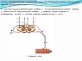 Схема 1. Распространение (направление показано стрелками) нервных импульсов по простой рефлекторной дуге. 1 - чувствительный (афферентный) нейрон; 2 - вставочный (кондукторный) нейрон; 3 - двигательный (эфферентный) нейрон; 4 - нервные волокна тонкого и клиновидного пучков; 5 - волокна корково-спинн