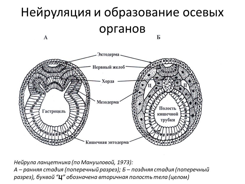 Эмбриогенез ланцетника схема