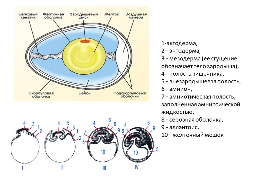 Организм эмбрион. Схема развития желточного мешка. Эктодерма 2) энтодерма 3) мезодерма. Зародышевые оболочки желточный мешок. Эмбриогенез птиц.