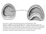 Начальные стадии гаструляции ланцетника (по Мануиловой, 1973): Зародыш приобретает вид двуслойной чаши с широко зияющим отверстием – первичным ртом или бластопором. Полость, в которую ведет бластопор, называют гастроцель (полость первичного кишечника). Бластоцель в результате впячивания низводится д