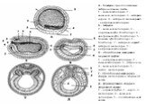 А - бластула; предполагаемые эмбриональные зачатки. 1 - кожная эктодерма; 2 - кишечная энтодерма; 3 - материал хорды; 4 - материал мезодермы; 5 - нейральная эктодерма. Б - гаструла; 2 - кишечная энтодерма; 3 - дорсальная губа бластопора; 4 - вентральная губа бластопора; 5 - боковая губа бластопора; 