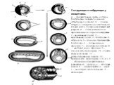 Гаструляция и нейруляция у ланцетника. А — презумптивные зачатки на стадии бластулы (вид снаружи) и ранней гаструлы (вид на срезе); Б — поздняя гаструла и нейруляция на сагиттальном (левый ряд) и поперечном (правый ряд) разрезах; В — пластическая модель зародыша в конце периода нейруляции: 1—анималь