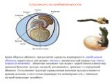 Строение и жизнедеятельность. Кроме яйцевых оболочек, при развитии зародыша формируются зародышевые оболочки, характерные для амниот: амнион с амниотической жидкостью, сероза (хорион) и аллантоис. Аллантоис возникает как вырост задней кишки и имеет вид довольно большого пузыря, который, увеличиваясь