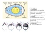 1-эктодерма, 2 - энтодерма, 3 - мезодерма (ее сгущение обозначает тело зародыша), 4 - полость кишечника, 5 - внезародышевая полость, 6 - амнион, 7 - амниотическая полость, заполненная амниотической жидкостью, 8 - серозная оболочка, 9 - аллантоис, 10 - желточный мешок