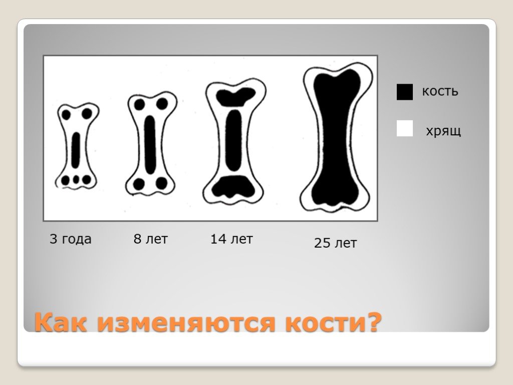 30 костей. Кости годик. Хрящ и кость отличия.