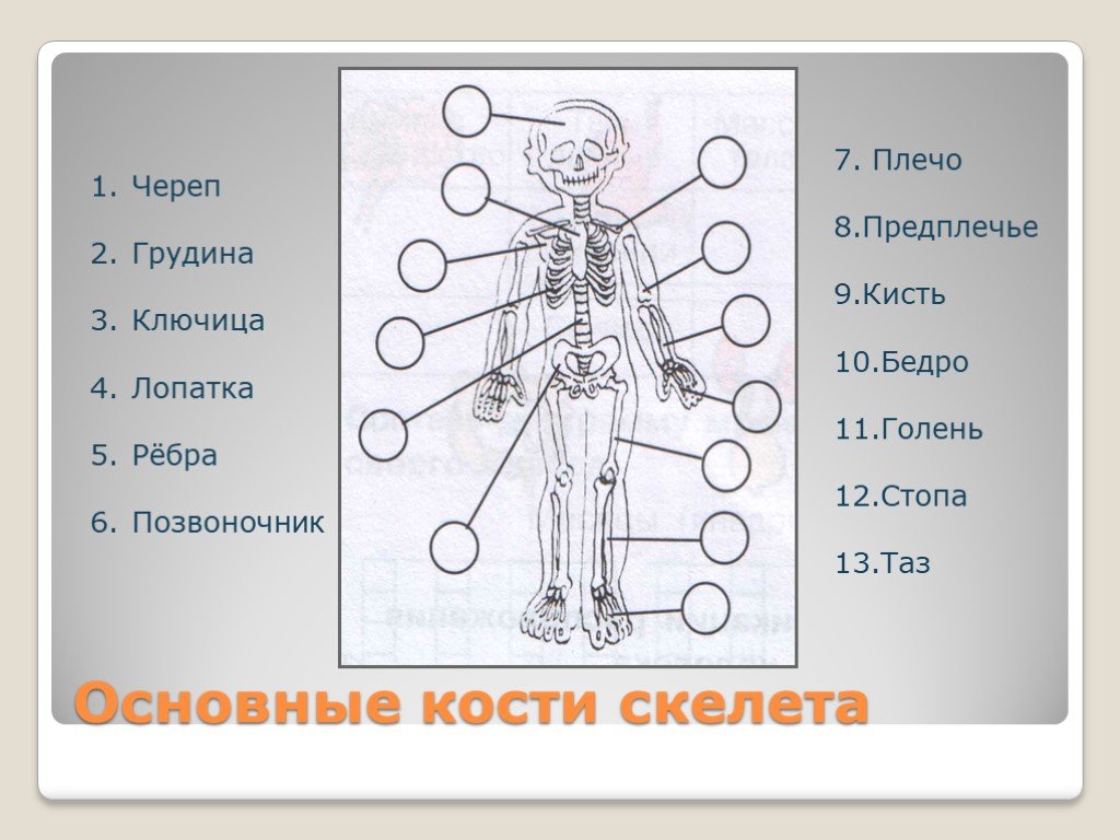 Анатомия человека впр. Строение человека части тела. Строение ЧТЕЛО человек. Тело человека органы предплечье. Внешнее и внутреннее строение человека.