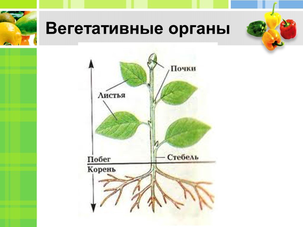 Генеративное питание. Вегетативные и генеративные органы растений. Вегетативные органы яблони. Вегетативные органы корень стебель лист. Вегетативные органы растений схема.