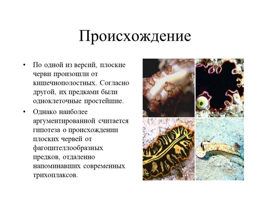 Плоские черви простейшие. Происхождение плоских,круглых и кольчатых червей. Тип и класс плоских червей. Происхождение типа плоские черви. Происхождение плоских червей.