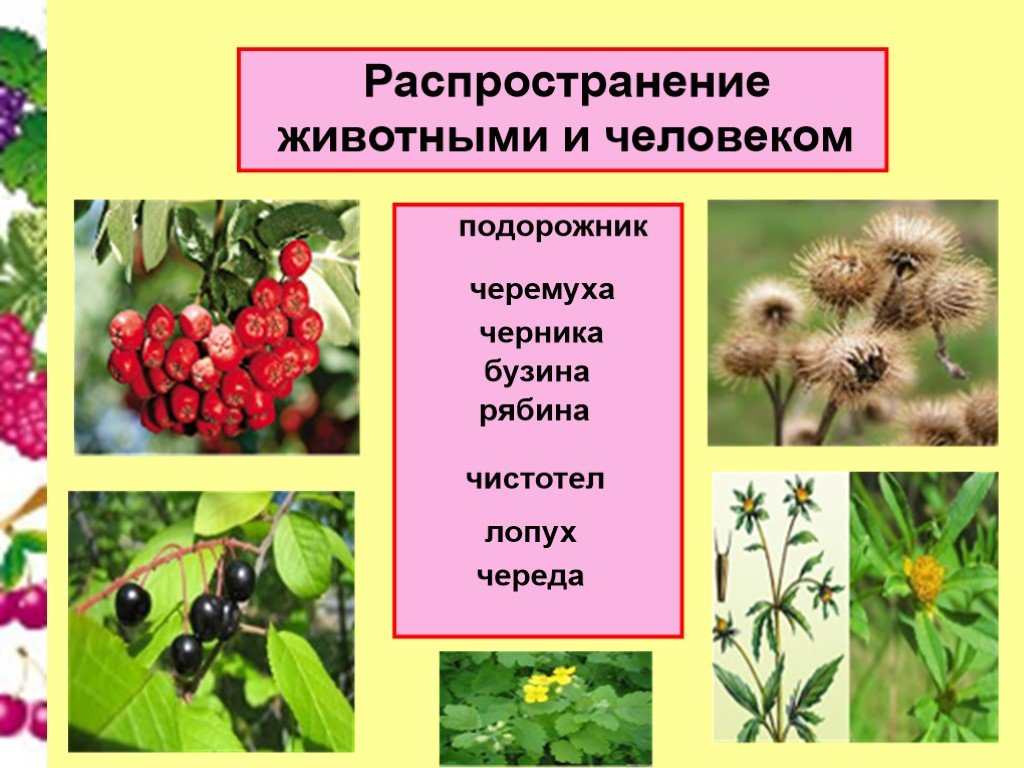 Рябина распространение плодов. Распространение растений животными. Распространенные растения. Растения Распространяющиеся с помощью животных. Распространение семян с помощью.