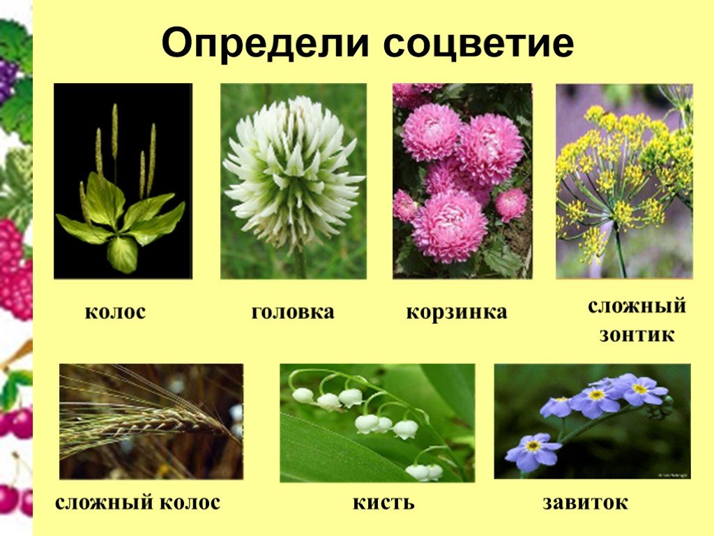У каких растений зонтик. Соцветие. Соцветие сложный зонтик. Соцветия растений. Соцветия и названия растений.