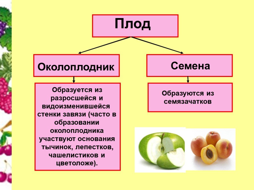 Формирование околоплодника. Из чего образуется плод биология 5 класс. Плод растений околоплодник. Из чего образуются семена 6 класс биология. Околоплодник развивается из.