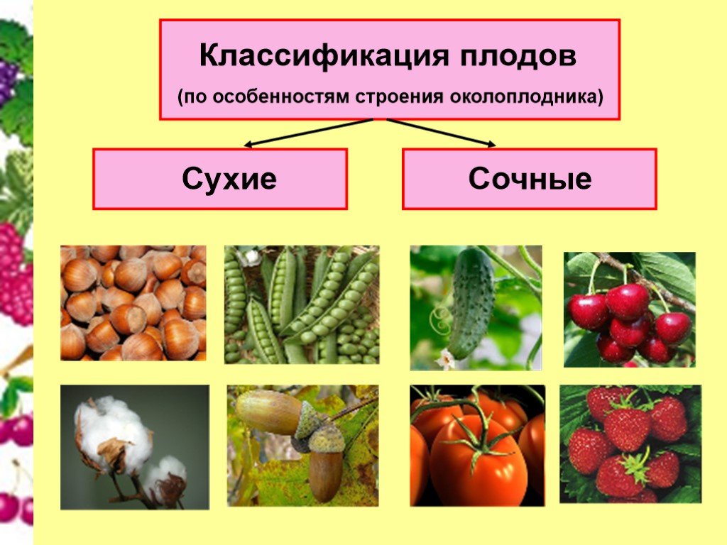 Функция плодового. Сухие и сочные плоды биология 6 класс. Классификация плодов растений. Разнообразие плодов и семян. Классификация плодов и семян.