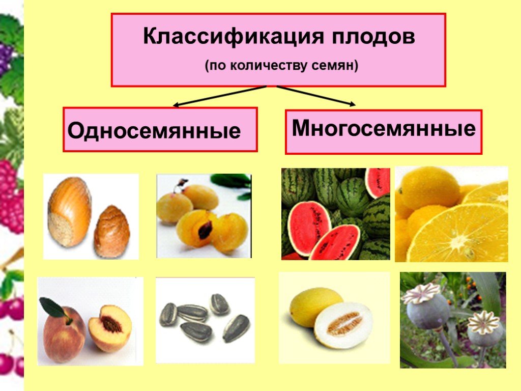 Какие плоды вам известны