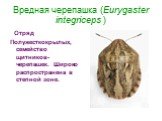 Вредная черепашка (Eurygaster integriceps ). Отряд Полужесткокрылых, семейство щитников-черепашек. Широко распространена в степной зоне.