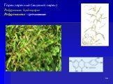 Горец перечный (водяной перец) Polygonum hydropiper Polygonaceae -гречишные