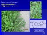 Горец птичий (спорыш) Polygonum aviculare , Polygonaceae –гречишные. авикулярин