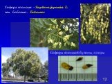 Софора японская - Sophora japonica L. сем. бобовые - Fabaceae. Софоры японской бутоны, плоды