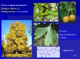 Гинкго двулопастного листья. Гинкго двулопастной - Ginkgo biloba L., Ginkgoaceae -гинкговые. кверцетин