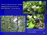 Аронии черноплодной плоды свежие. Арония черноплодная - Aronia melanocarpa (Michx.) Elliott fam. Rosaceae - розоцветные