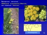 Бессмертник песчаный – Helichrysum arenarium (L.) Moench, сем. астровые - Asteraceae. Изосалипурпозид