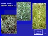 Сушеница топяная - Gnaphalium uliginosum L., сем. астровые - Asteraceae. с. лесная (примесь)