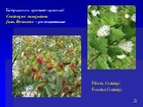 Боярышник кроваво-красный Crataegus sanguinea fam. Rosaceae - розоцветные. Flores Crataegi Fructus Crataegi