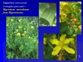 Зверобой пятнистый (четырёхгранный) - Hypericum maculatum fam. Hypericaceae