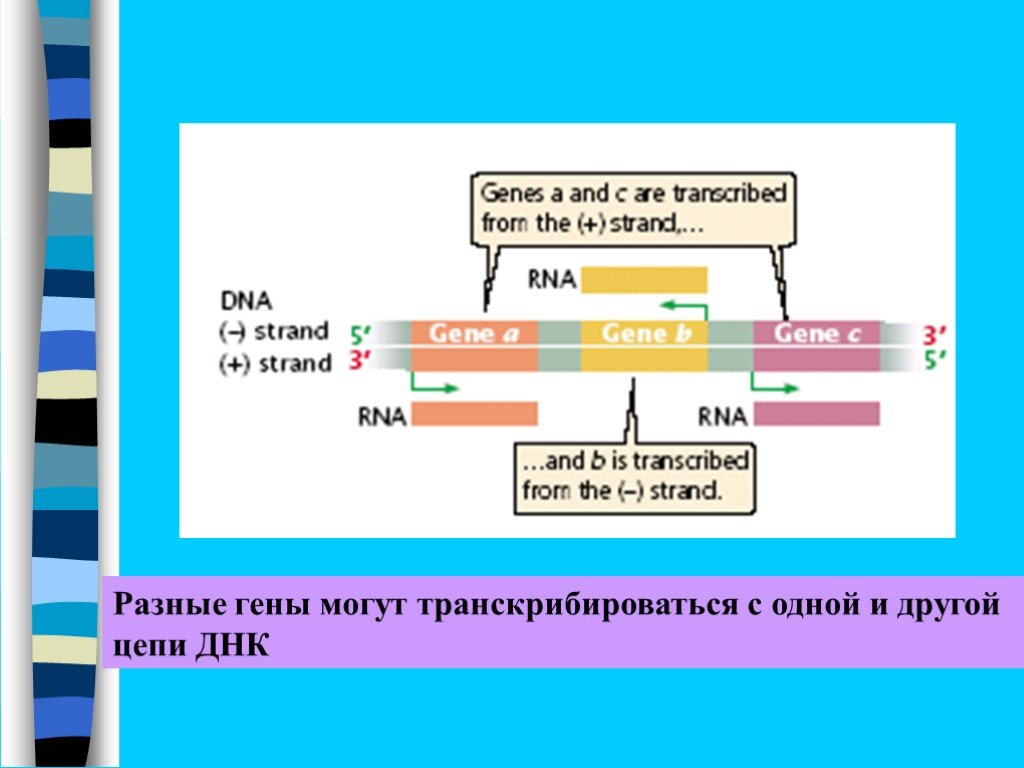 Днк 11 03 2024. Транскрибирующиеся гены это. Разные гены. Транскрибируется это биология. SD участок транскрибируется.