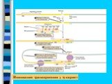Инициация транскрипции у эукариот