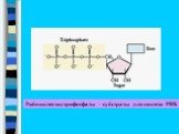 Рибонклеозидтрифосфаты – субстраты для синтеза РНК