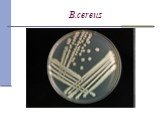 Неспорообразуующие бактерии Слайд: 26