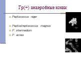 Гр(+) анаэробные кокки. Peptococcus niger Peptostreptococcus magnus P. intermedium P. acnes