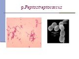 р.Peptostreptococcus