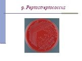 р. Peptostreptococcus