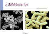 p. Bifidobacterium 2-5 мкм