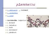 p.Lactobacillus. L. delbrueckii – типовой L. acidophilus L. casei Lactobacillus bulgaricus L. fermenti L. helveticus L. lactis L. leichmannii L. plantarum