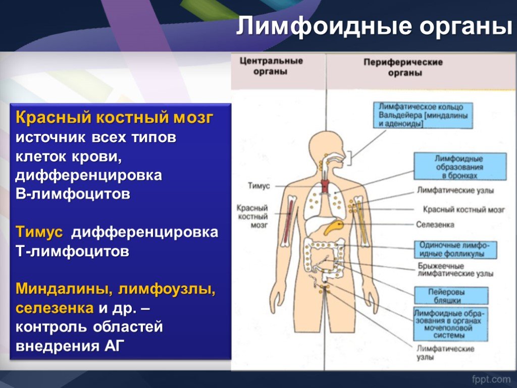 Тимус красный мозг. Лимфоидные образования функции. Лимфоидные органы иммунной системы. Центральные и периферические лимфоидные органы. Иммунная система человека анатомия.
